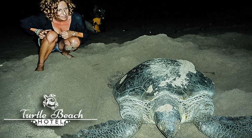 Turtle Beach Hotel Ujunggenteng Δωμάτιο φωτογραφία